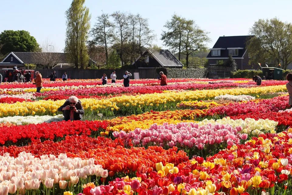 Tour por los diferentes jardines de tulipanes: Keukenhof & Tulip Experience